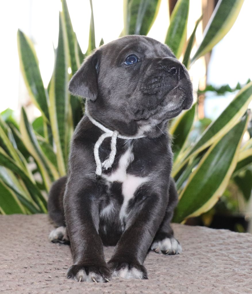 Du Domaine Des Vents Landais - Chiot disponible  - Cane Corso