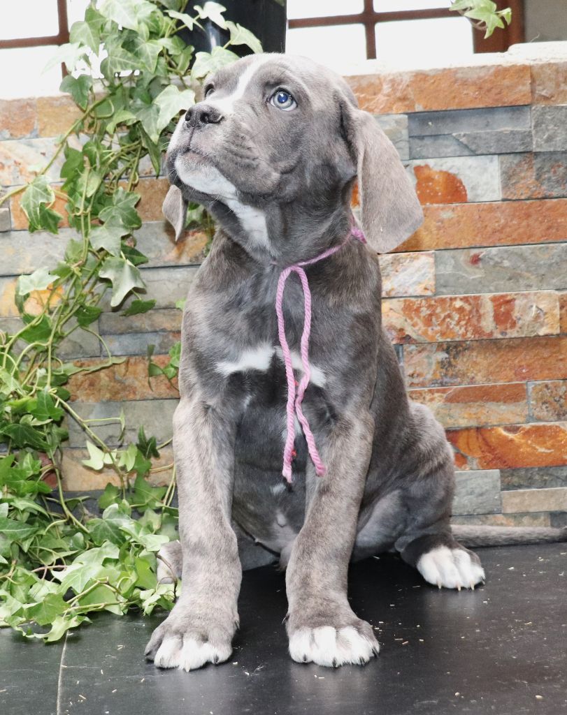 Du Domaine Des Vents Landais - Chiot disponible  - Cane Corso