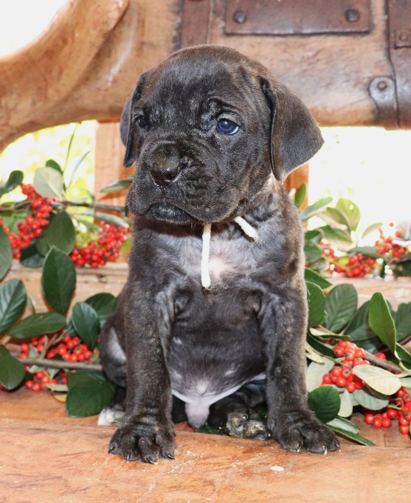 Du Domaine Des Vents Landais - Chiot disponible  - Cane Corso