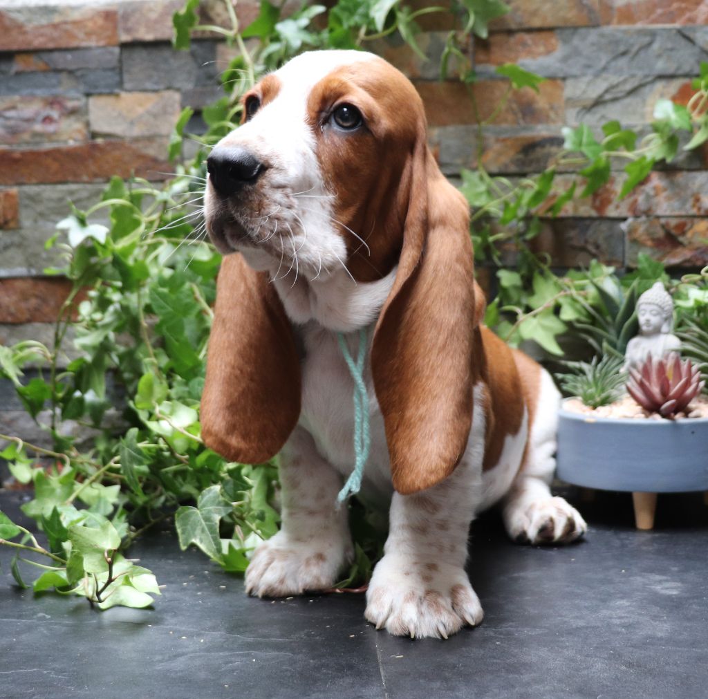 Du Domaine Des Vents Landais - Chiot disponible  - Basset Hound