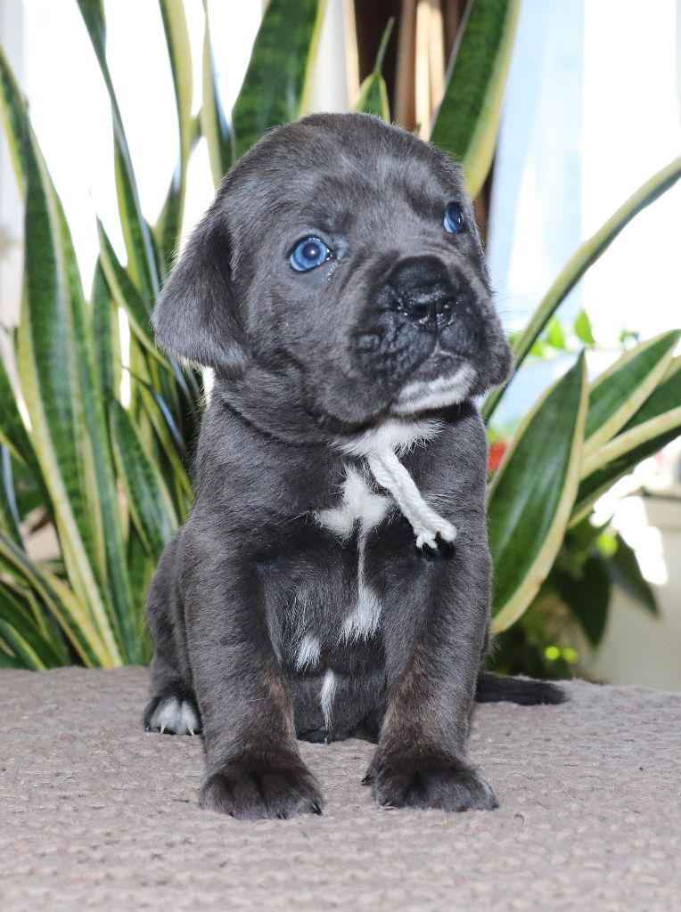 Du Domaine Des Vents Landais - Chiot disponible  - Cane Corso