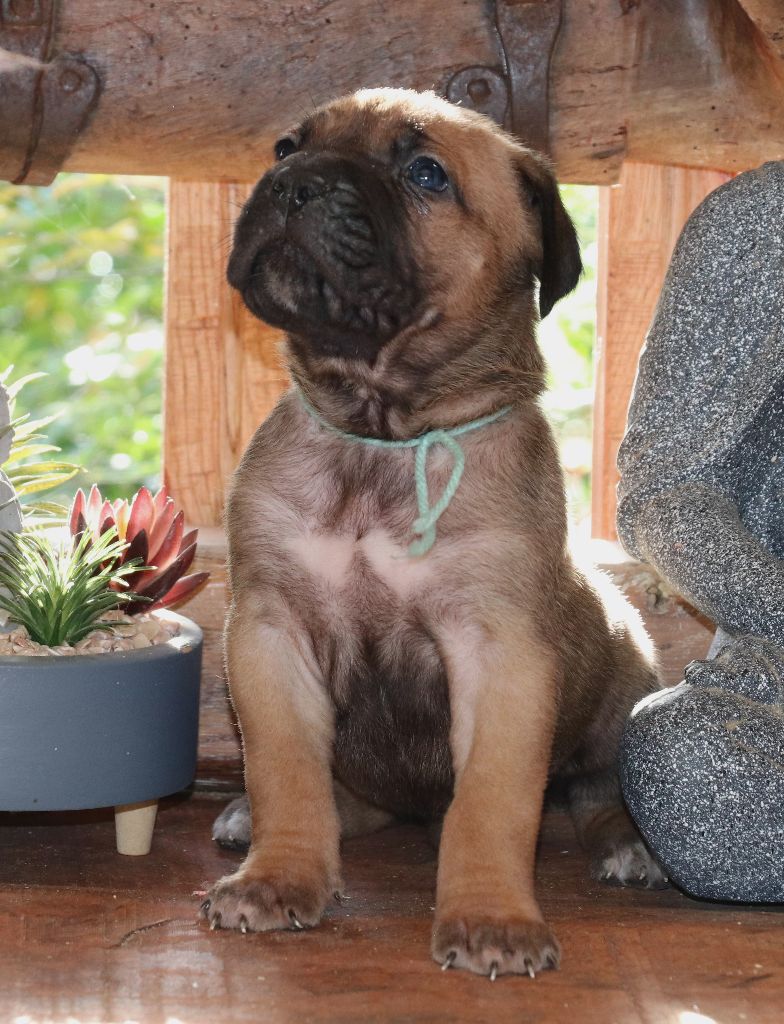 Du Domaine Des Vents Landais - Chiot disponible  - Cane Corso