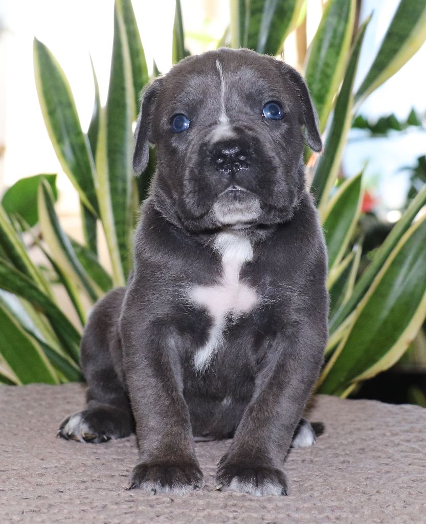 Du Domaine Des Vents Landais - Chiot disponible  - Cane Corso