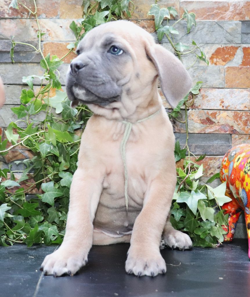 Du Domaine Des Vents Landais - Chiot disponible  - Cane Corso