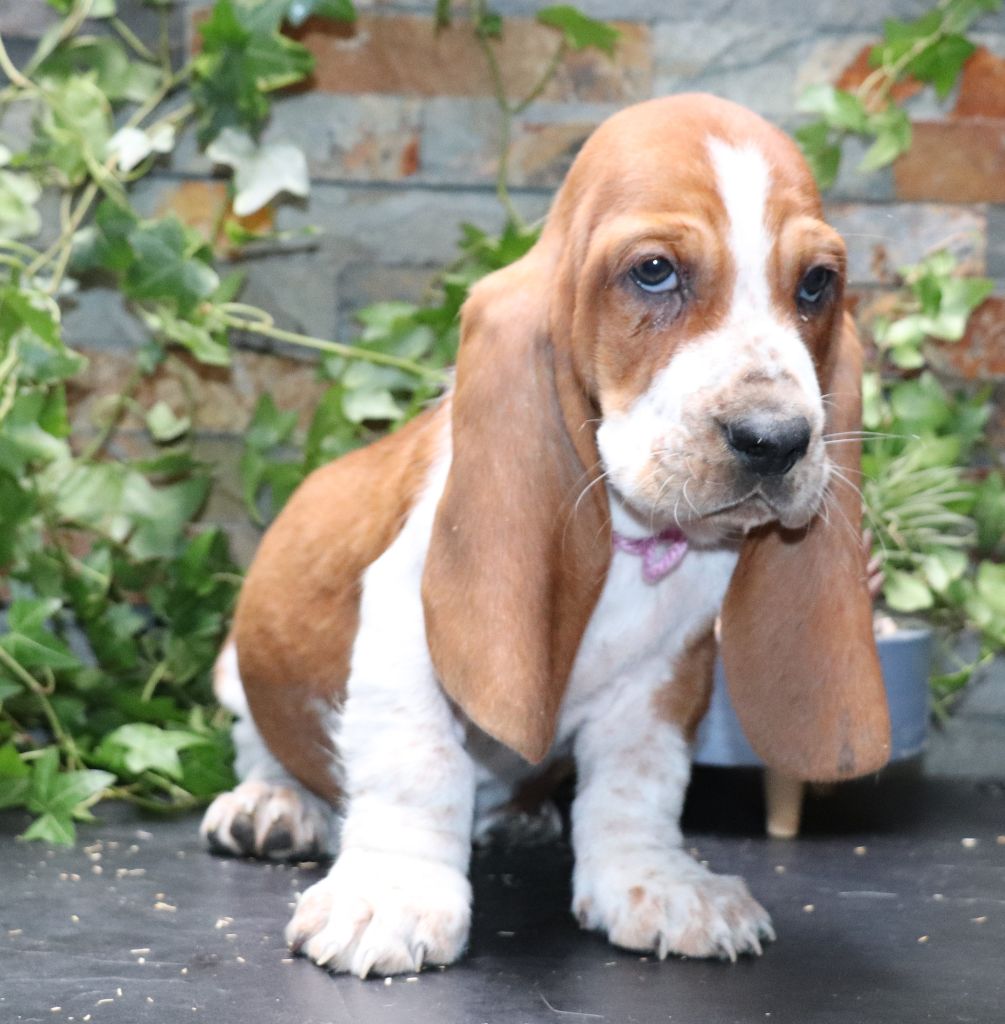 Du Domaine Des Vents Landais - Chiot disponible  - Basset Hound