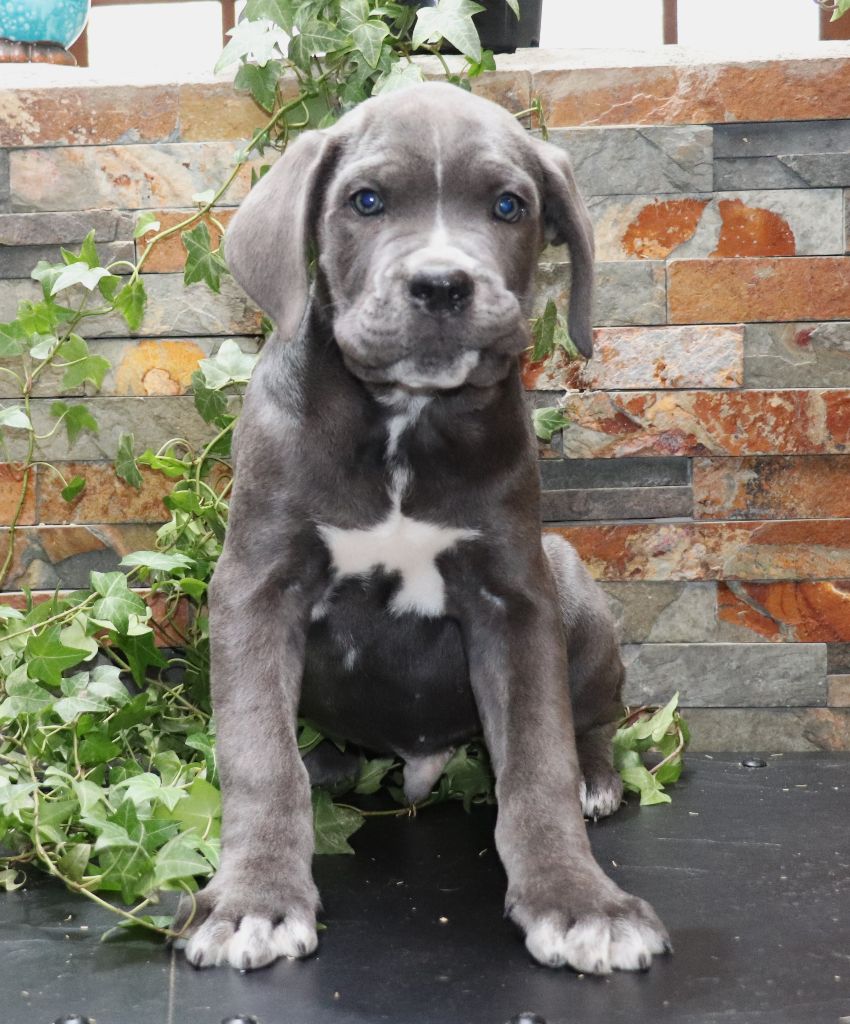 Du Domaine Des Vents Landais - Chiot disponible  - Cane Corso