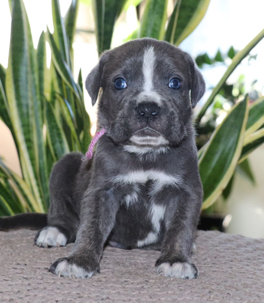 Du Domaine Des Vents Landais - Chiot disponible  - Cane Corso