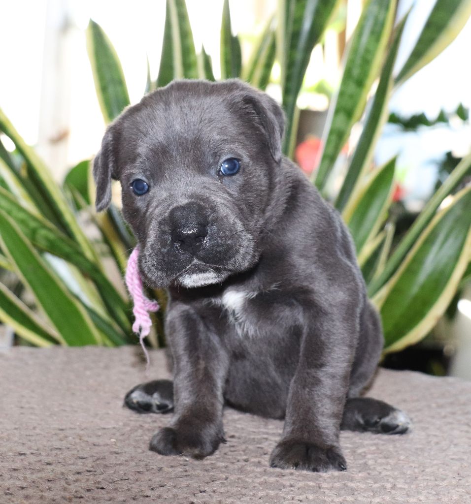 Du Domaine Des Vents Landais - Chiot disponible  - Cane Corso