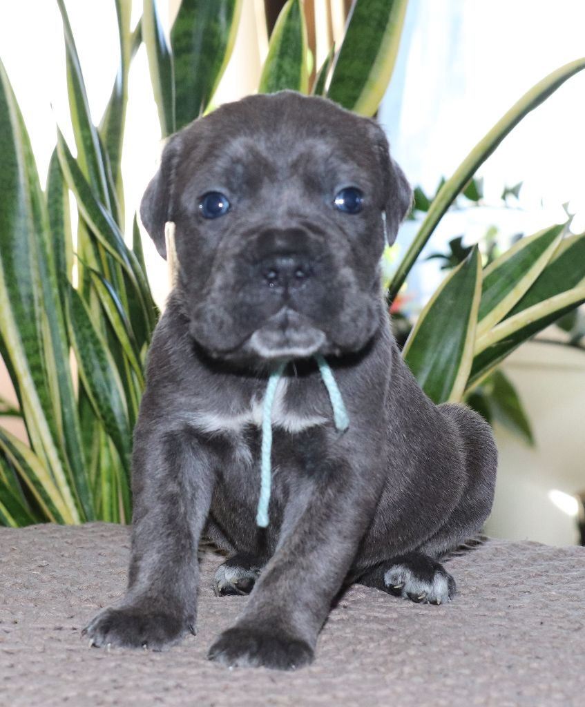 Du Domaine Des Vents Landais - Chiot disponible  - Cane Corso