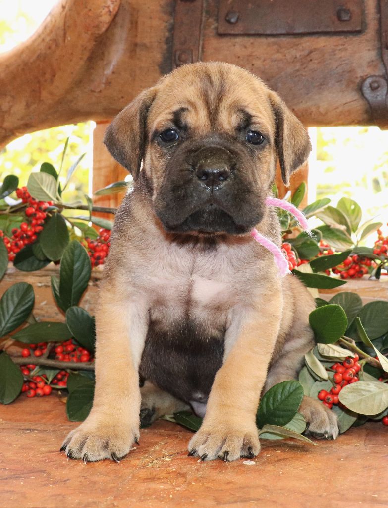 Du Domaine Des Vents Landais - Chiot disponible  - Cane Corso