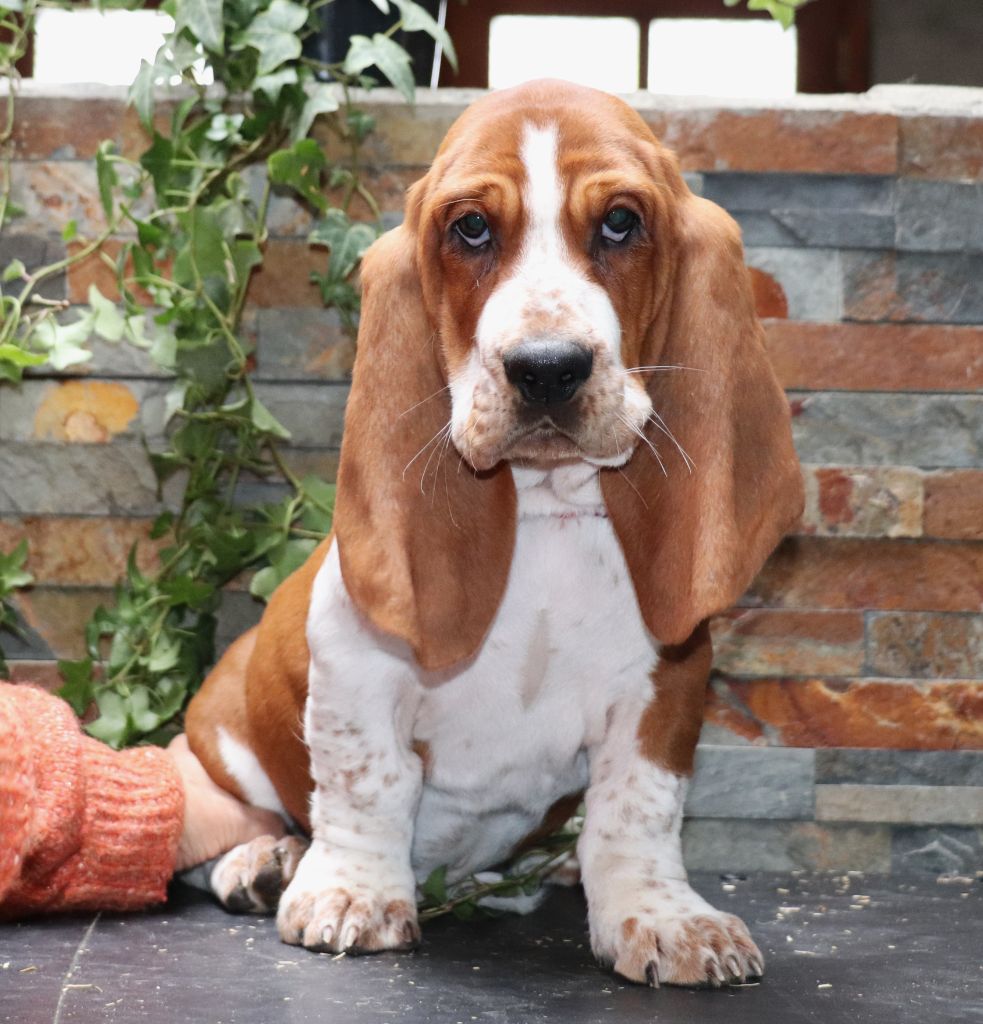 Du Domaine Des Vents Landais - Chiot disponible  - Basset Hound