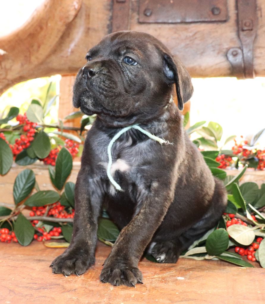 Du Domaine Des Vents Landais - Chiot disponible  - Cane Corso