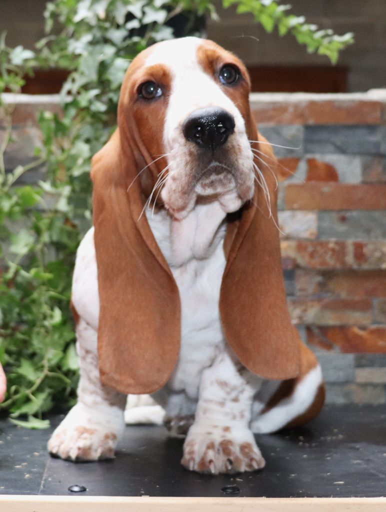 Du Domaine Des Vents Landais - Chiot disponible  - Basset Hound