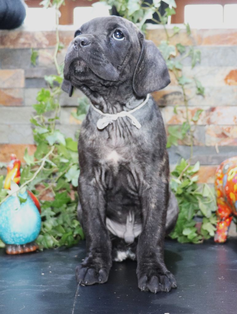 Du Domaine Des Vents Landais - Chiot disponible  - Cane Corso