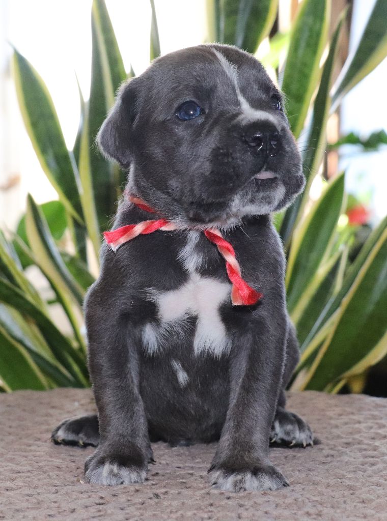 Du Domaine Des Vents Landais - Chiot disponible  - Cane Corso