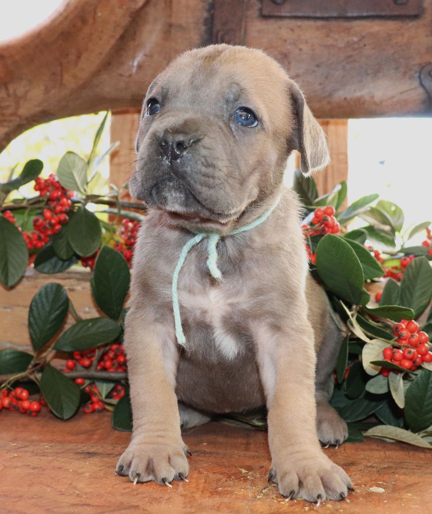 Du Domaine Des Vents Landais - Chiot disponible  - Cane Corso