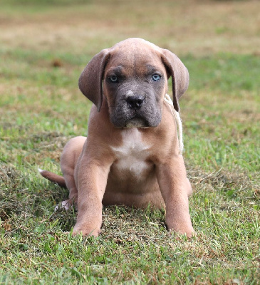 Du Domaine Des Vents Landais - Cane Corso - Portée née le 09/06/2024