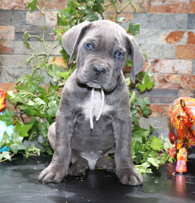 Du Domaine Des Vents Landais - Cane Corso - Portée née le 07/10/2024