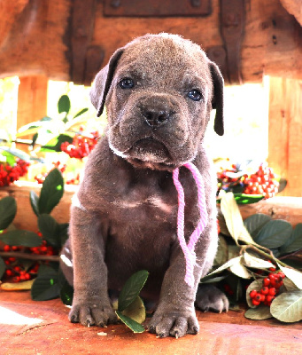 Du Domaine Des Vents Landais - Cane Corso - Portée née le 23/10/2024