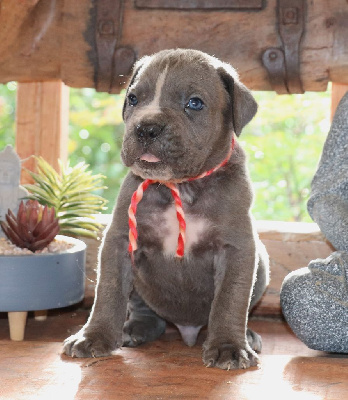 Du Domaine Des Vents Landais - Cane Corso - Portée née le 07/10/2024