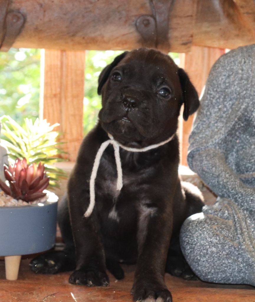 Du Domaine Des Vents Landais - Chiot disponible  - Cane Corso