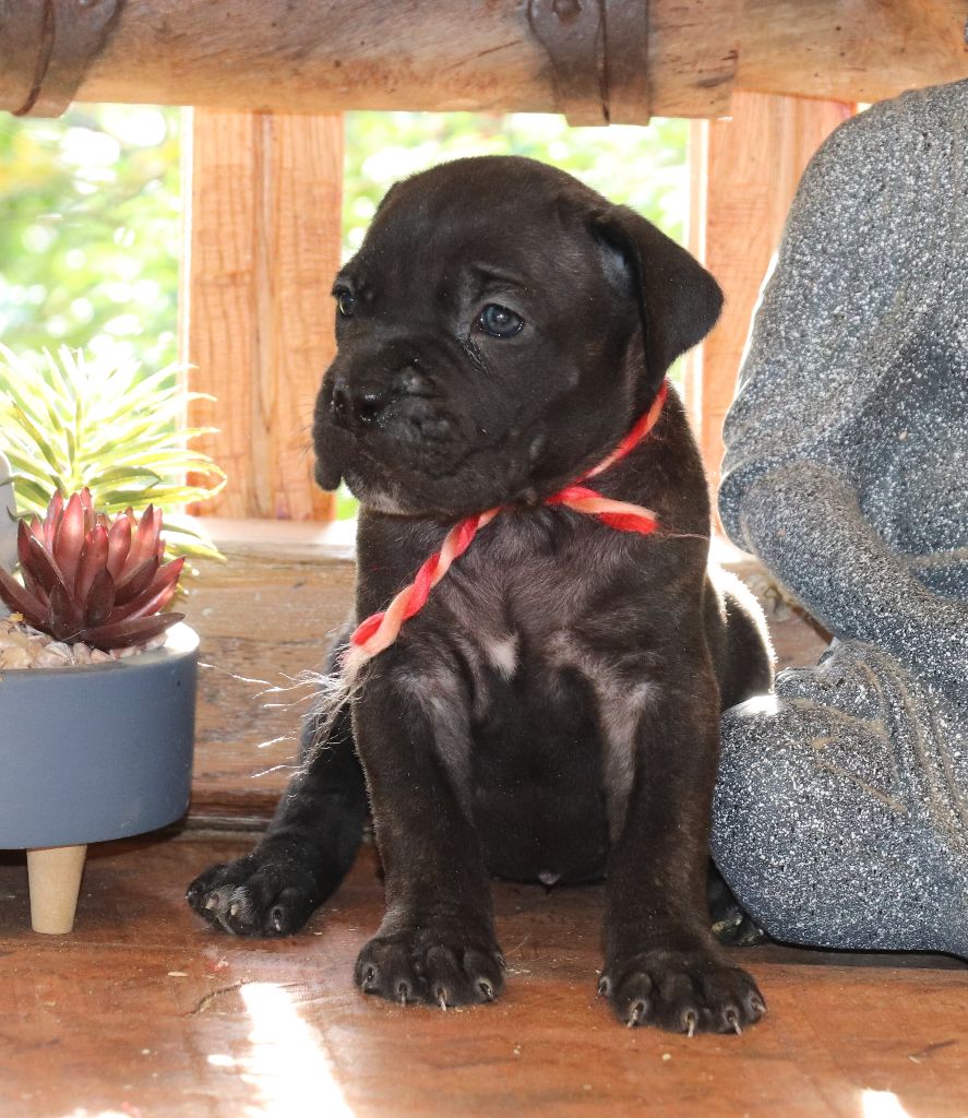 Du Domaine Des Vents Landais - Chiot disponible  - Cane Corso