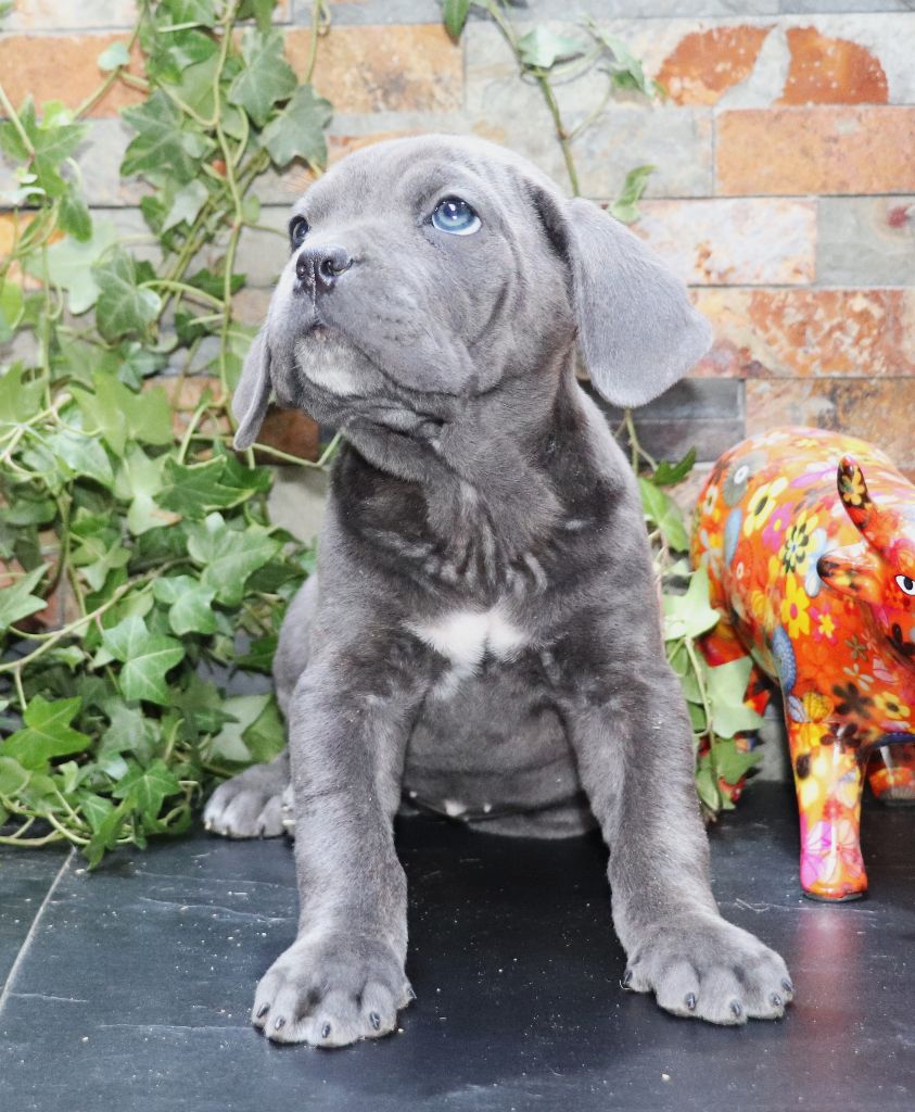 Du Domaine Des Vents Landais - Chiot disponible  - Cane Corso