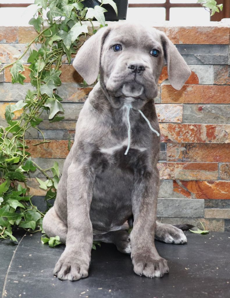 Du Domaine Des Vents Landais - Chiot disponible  - Cane Corso