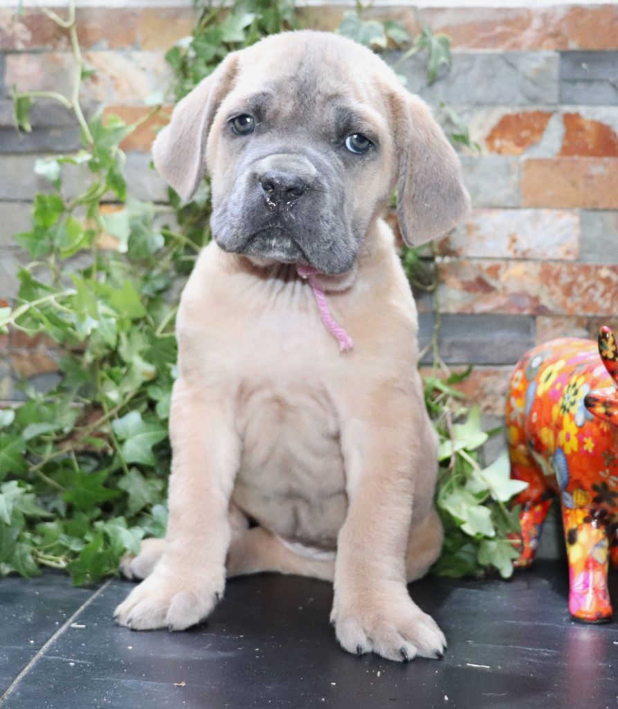 Du Domaine Des Vents Landais - Chiot disponible  - Cane Corso