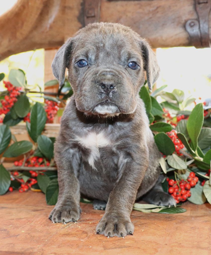 Du Domaine Des Vents Landais - Chiot disponible  - Cane Corso