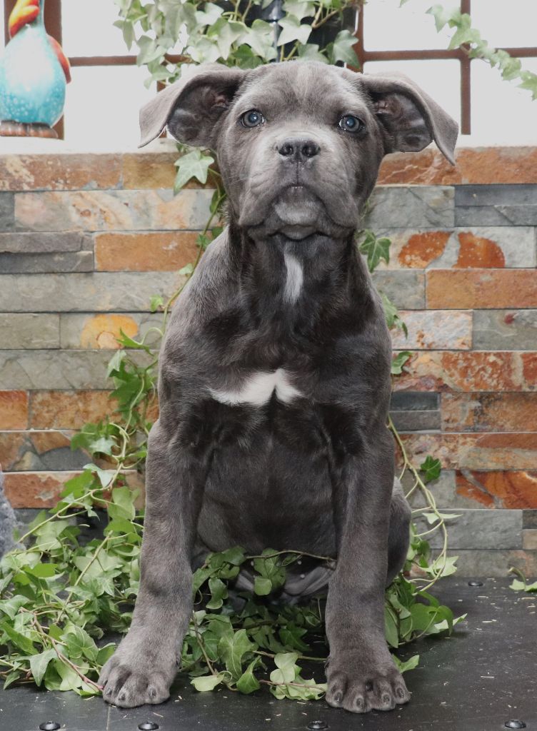 Du Domaine Des Vents Landais - Chiot disponible  - Cane Corso