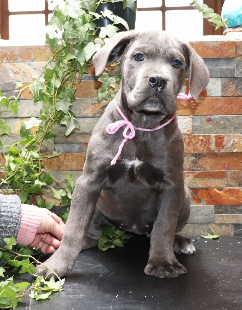 Du Domaine Des Vents Landais - Chiot disponible  - Cane Corso