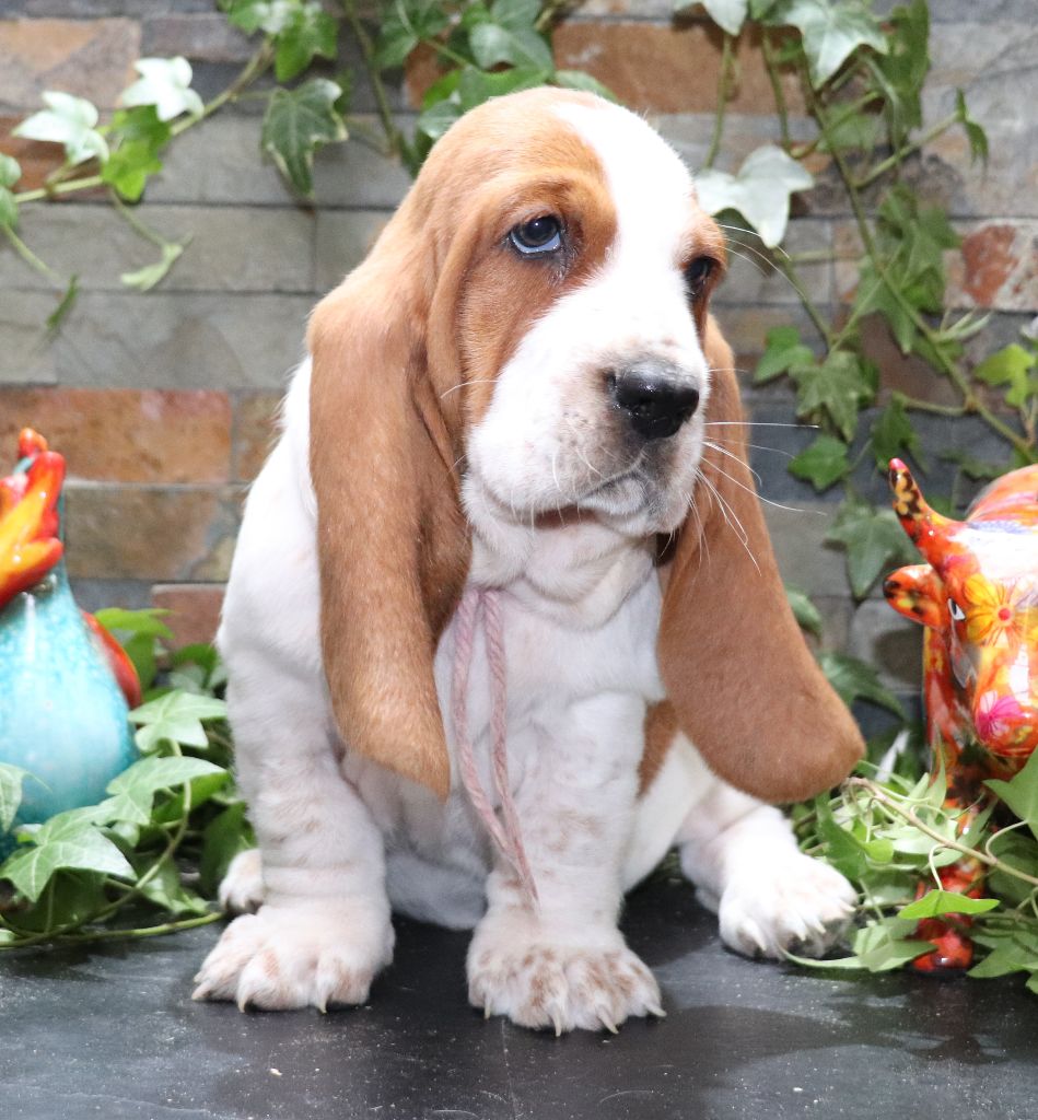 Du Domaine Des Vents Landais - Chiot disponible  - Basset Hound