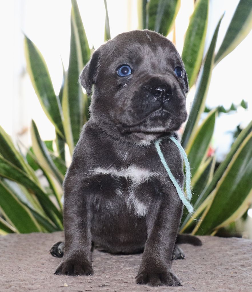 Du Domaine Des Vents Landais - Chiot disponible  - Cane Corso