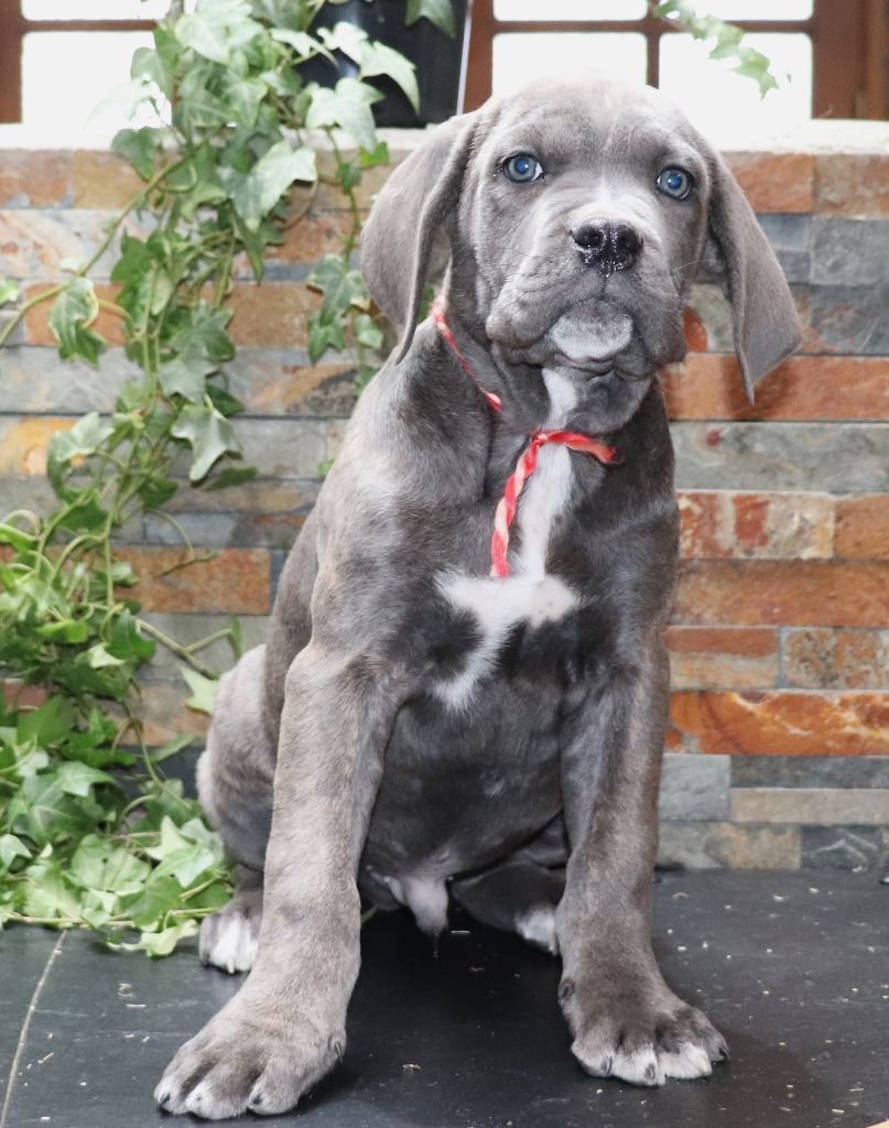 Du Domaine Des Vents Landais - Chiot disponible  - Cane Corso