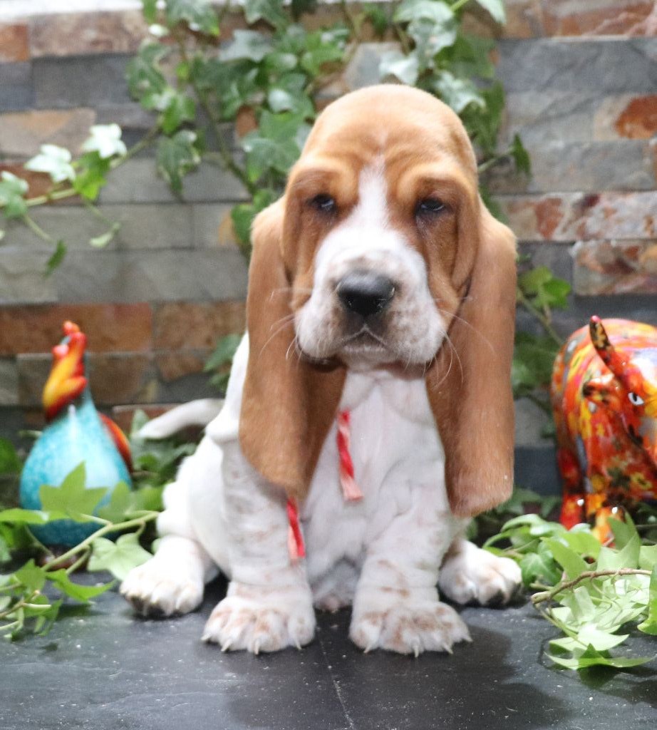 Du Domaine Des Vents Landais - Chiot disponible  - Basset Hound