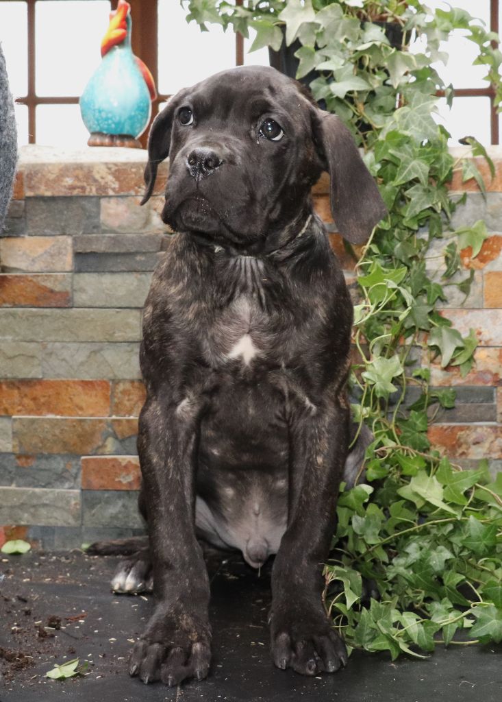 Du Domaine Des Vents Landais - Chiot disponible  - Cane Corso