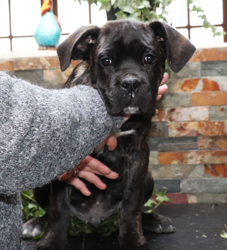 Du Domaine Des Vents Landais - Chiot disponible  - Cane Corso