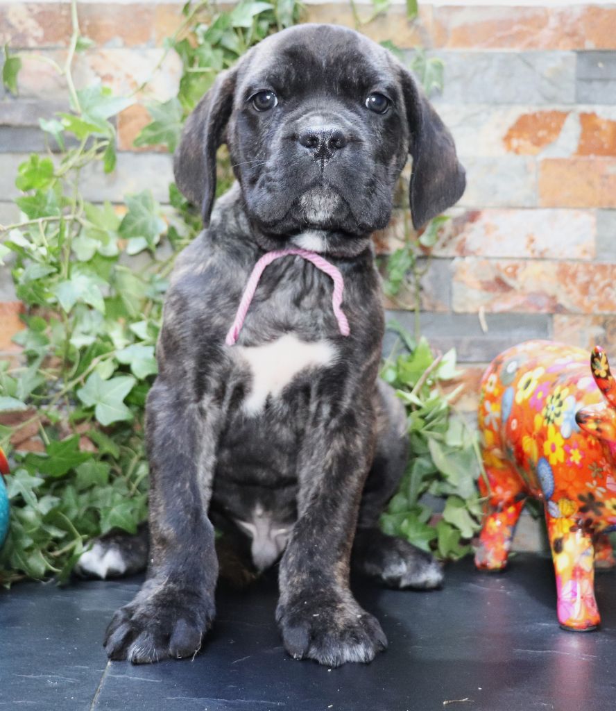 Du Domaine Des Vents Landais - Chiot disponible  - Cane Corso