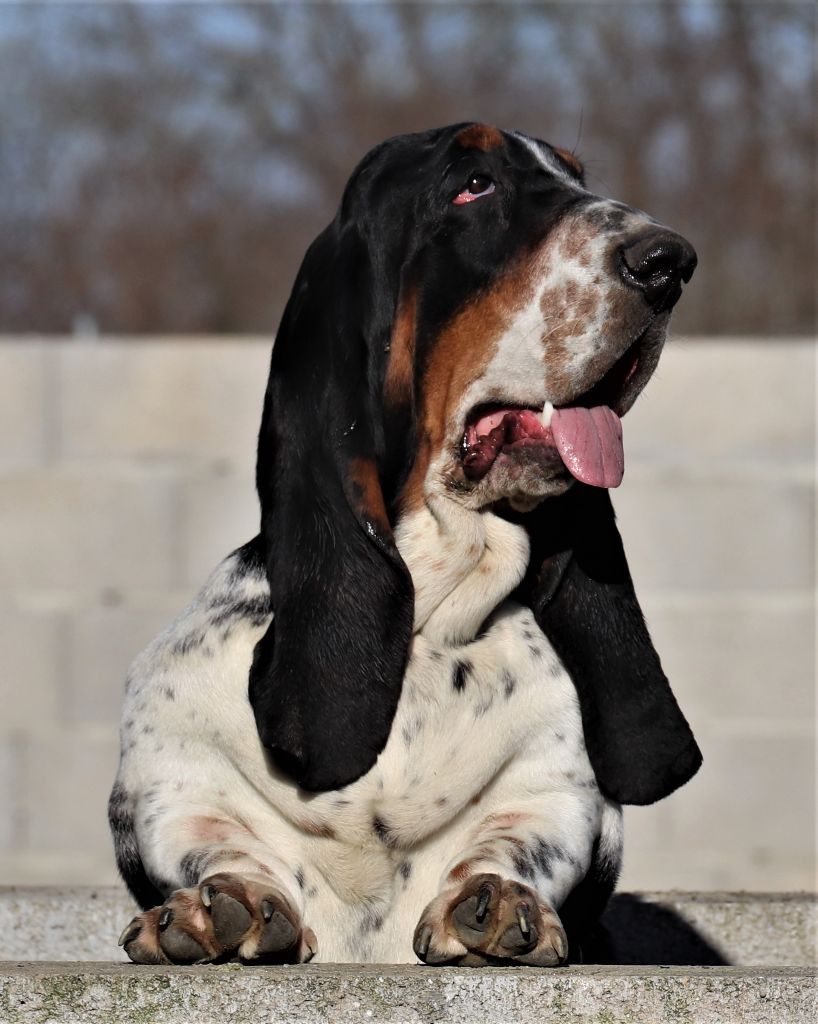 Tiffany De L'Elite Royal Dog