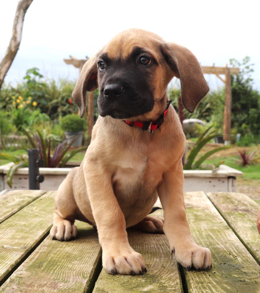 Du Domaine Des Vents Landais - Chiots disponibles - Cane Corso
