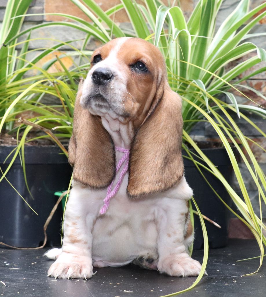 Du Domaine Des Vents Landais - Chiots disponibles - Basset Hound