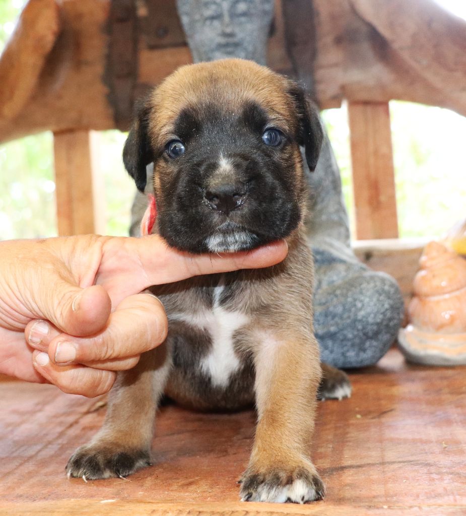 Du Domaine Des Vents Landais - Chiots disponibles - Cane Corso
