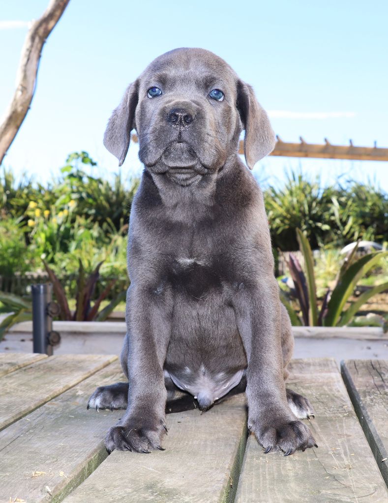 Du Domaine Des Vents Landais - Chiots disponibles - Cane Corso