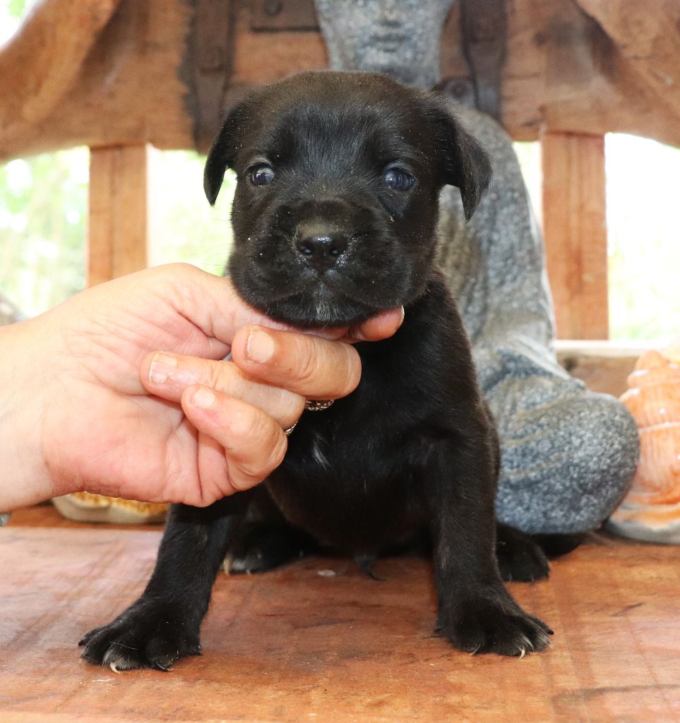 Du Domaine Des Vents Landais - Chiots disponibles - Cane Corso