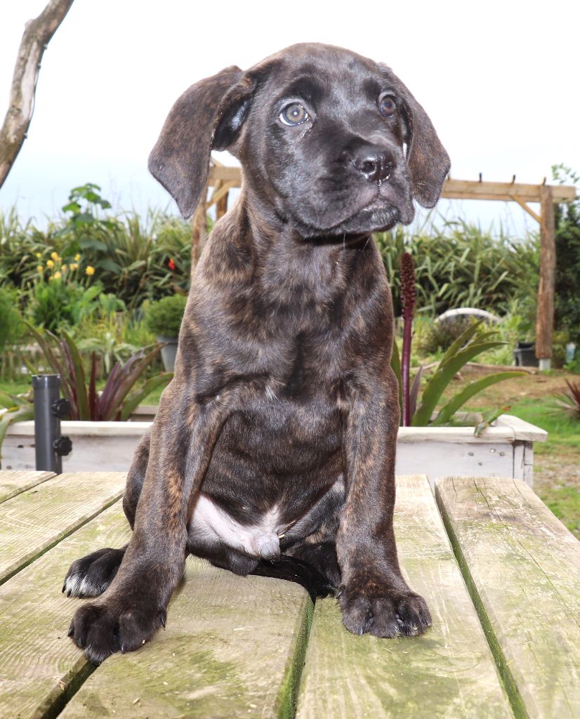 Du Domaine Des Vents Landais - Chiots disponibles - Cane Corso