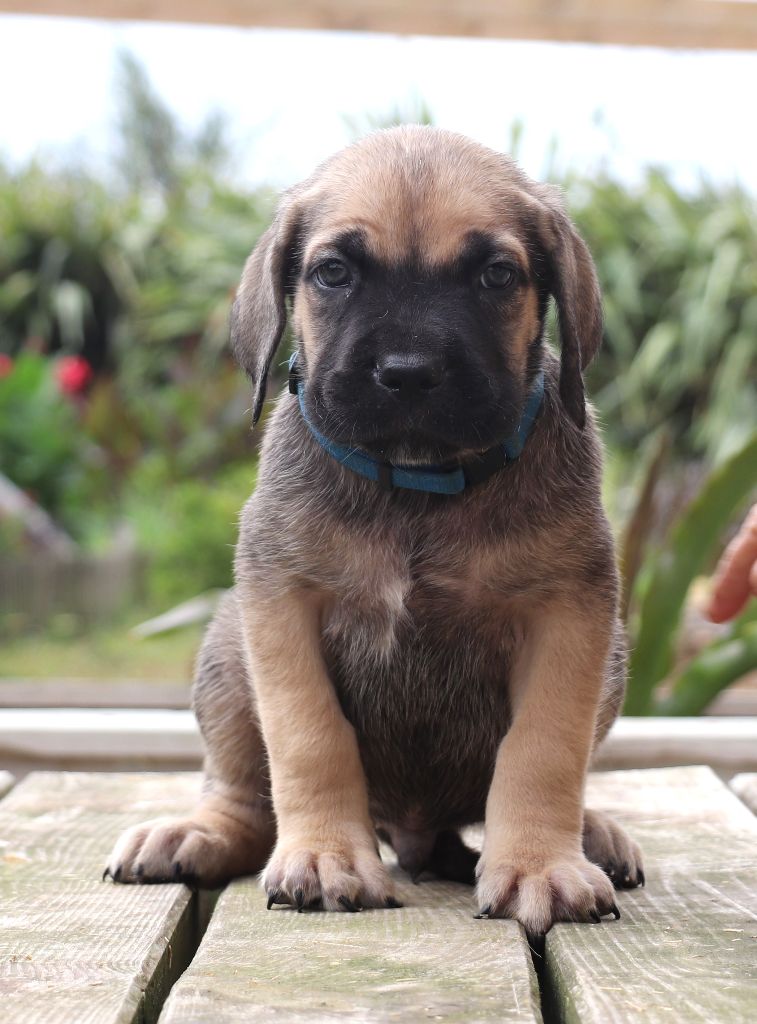 Du Domaine Des Vents Landais - Chiots disponibles - Cane Corso