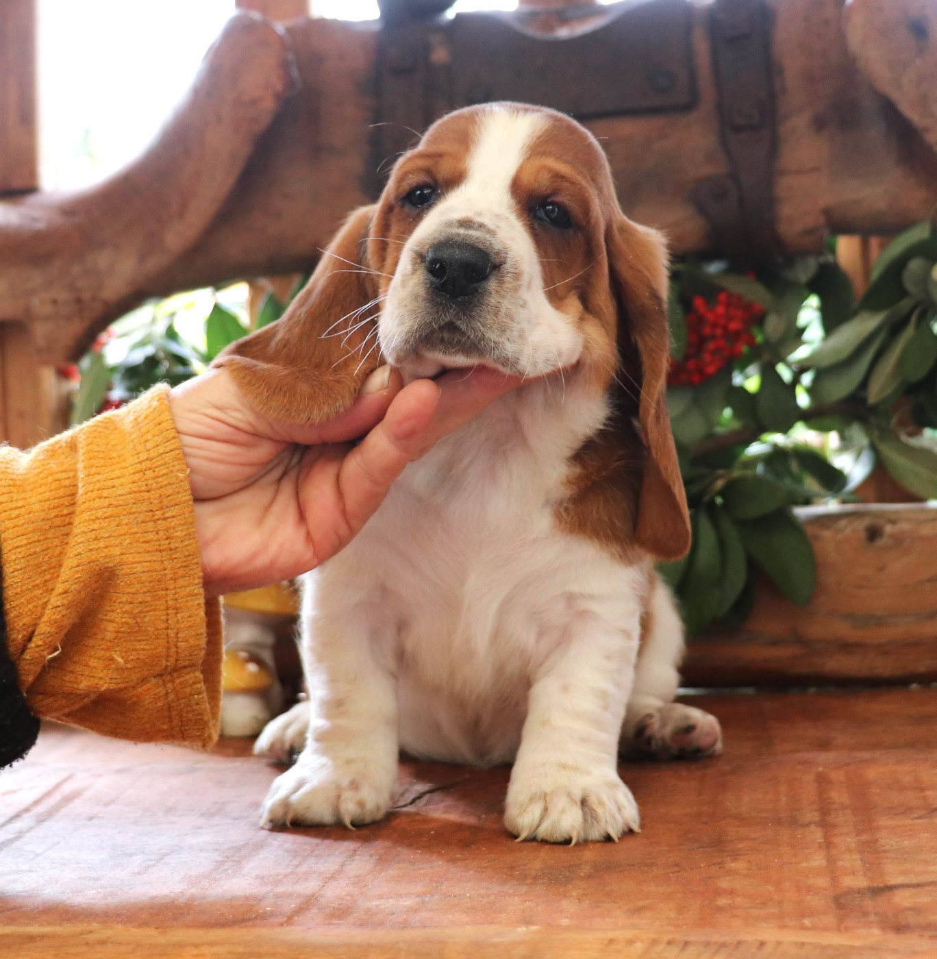 Du Domaine Des Vents Landais - Chiots disponibles - Basset Hound