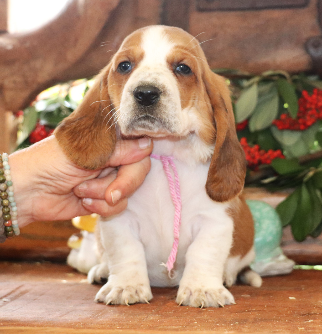 Du Domaine Des Vents Landais - Chiots disponibles - Basset Hound