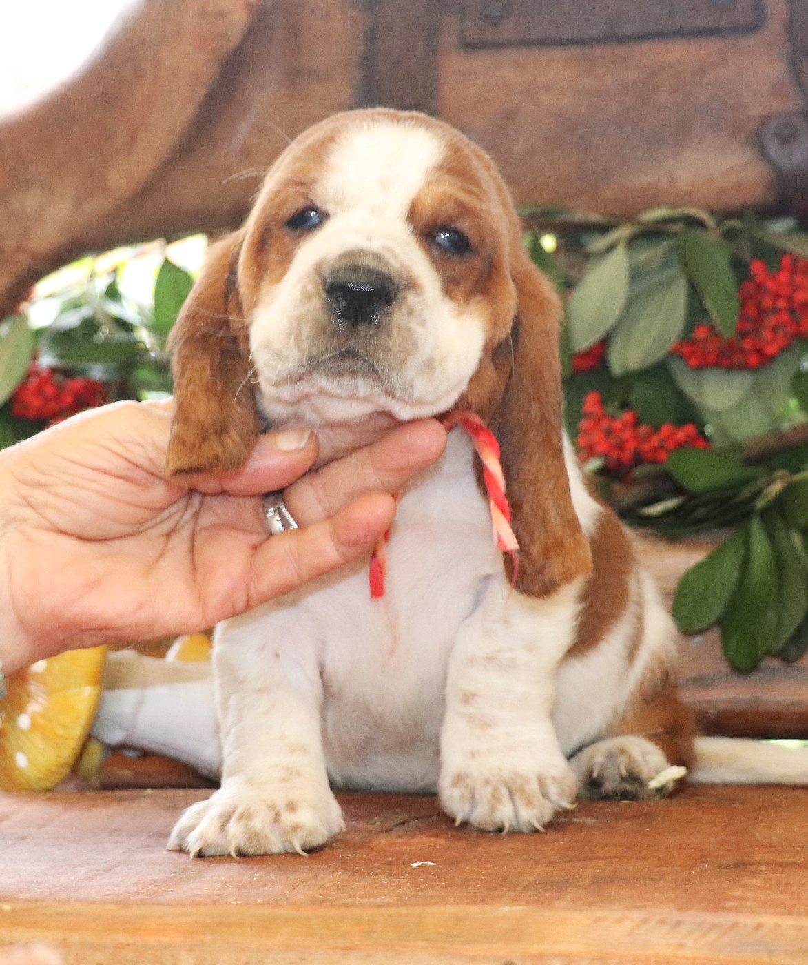 Du Domaine Des Vents Landais - Chiots disponibles - Basset Hound
